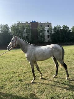Mona depot stallion