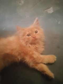 persion kittens 03262647507 what's app