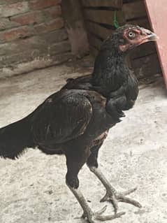 Thai