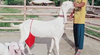 Rajanpuri Bakri Our 2 Bacchon Ka Sath For Sale,+03228068418