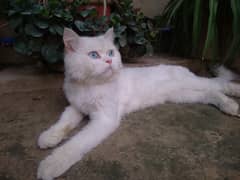call or message for the cat
