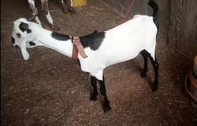 ZERO SIZE ABLAK BAKRI