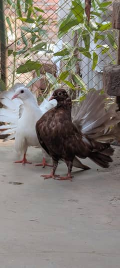 pigeons