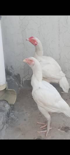 heera aseel pair
