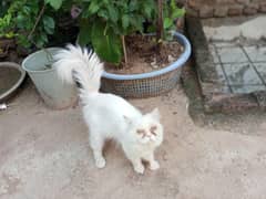 Persian White cat male