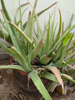 Aloe