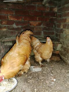Golden Buff Pair (Kurak)