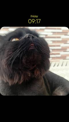 6 months black punch face male cat