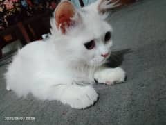 WHITE PERSIAN KITTEN