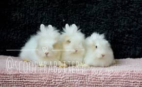 Teddy bear dewarf and lionhead dewarf