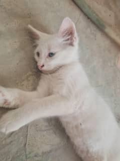 PERSIAN MALE CAT