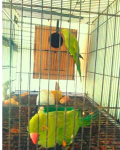 Raw  parrots for sale