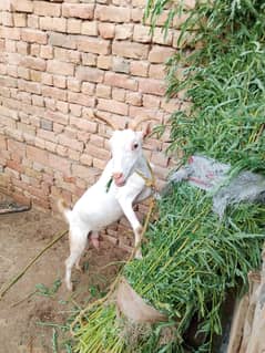 Taddy