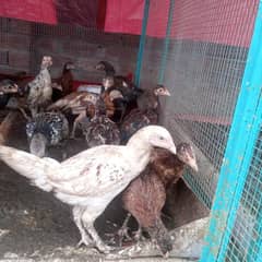 Aseel Chicks 2.5 months 0301-4388928
