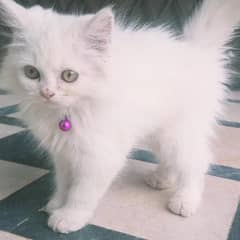 Persian cat