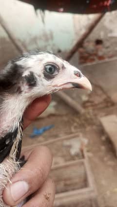 Thai Cross chicks for sale pair jora