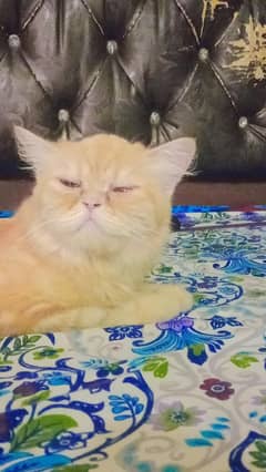 parsion cat female Punch face for sale triple coat