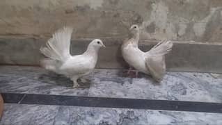 Breeder pair with adult chiks