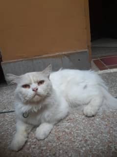 Male Persian Cat for sale