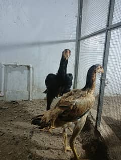 Aseel shamo | lakha Aseel | Aseel Hens | Aseel Lakha For Sale