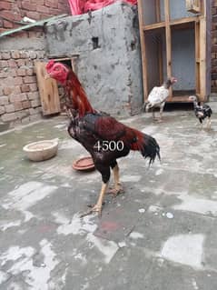 aseel morga and morgi and chuzy for sale jis ko samj ay rabta kr ly
