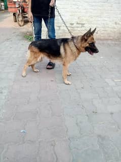 german shepherd female