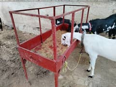 janwaro ke khurli for. sale