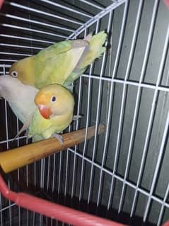 decino