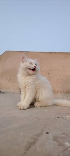 male persian grey eyes kitten