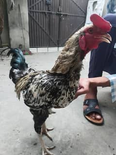 Murga