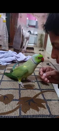 Parots