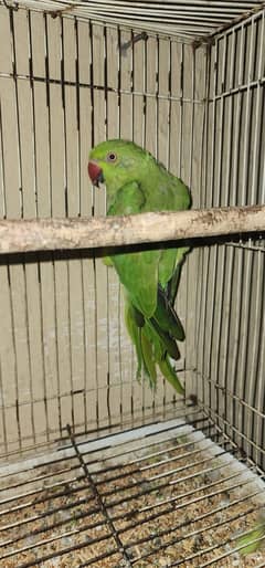 Birds