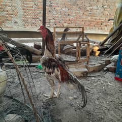 pure Mianwali