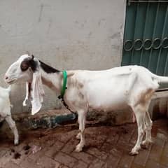 Bakri