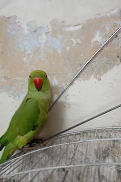Parrot
