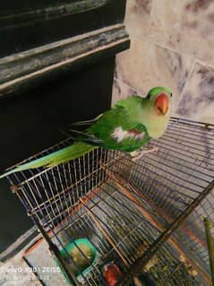 parrot jumbo size chick for sale