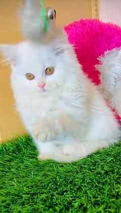 Persian Kittens For Sale Contact 03287625932 WhatsApp