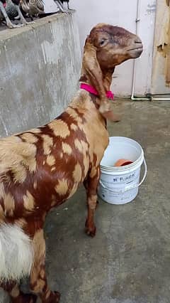 Munda khassi ajrak komr bakrai 8 months ka hai