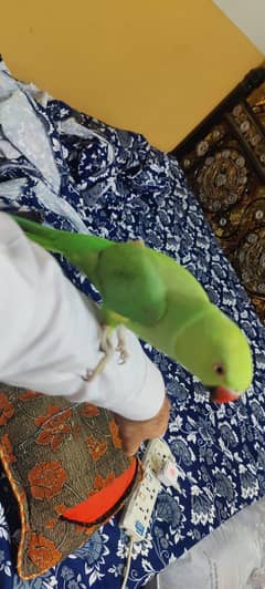 ring neck parrot home bread for sale