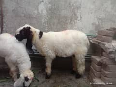 Sheep For Sale