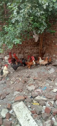 Desi Hans With