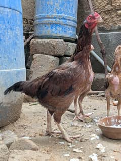 aseel madi/murgi