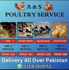 Golden Misri | Rir chicks  | Australorp chick | chicks | chuza
