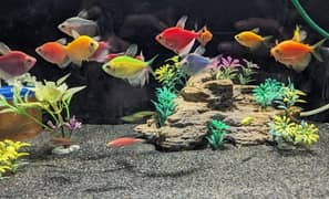 colour full glowing Tetra Fish  best quality 500 par pear