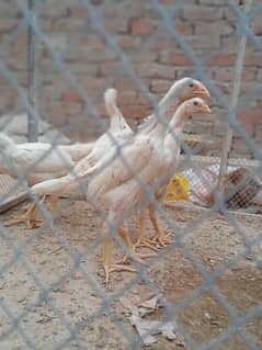 white oShamo, white shamo,shamo, OShamo,oh shamo,King, Shamo heera,