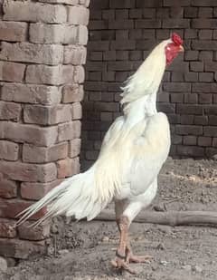 white oShamo, white shamo,shamo, OShamo,oh shamo,King, Shamo heera,