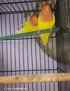 lovebirds