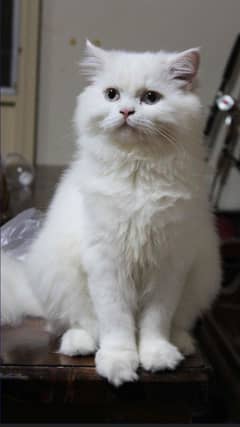 Persian cat