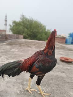 Burmi cross patha