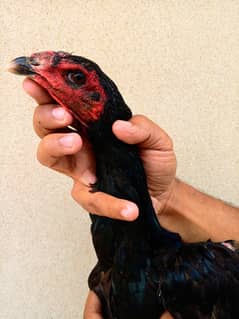 Thai Black Eyes o3ooo --35o95o